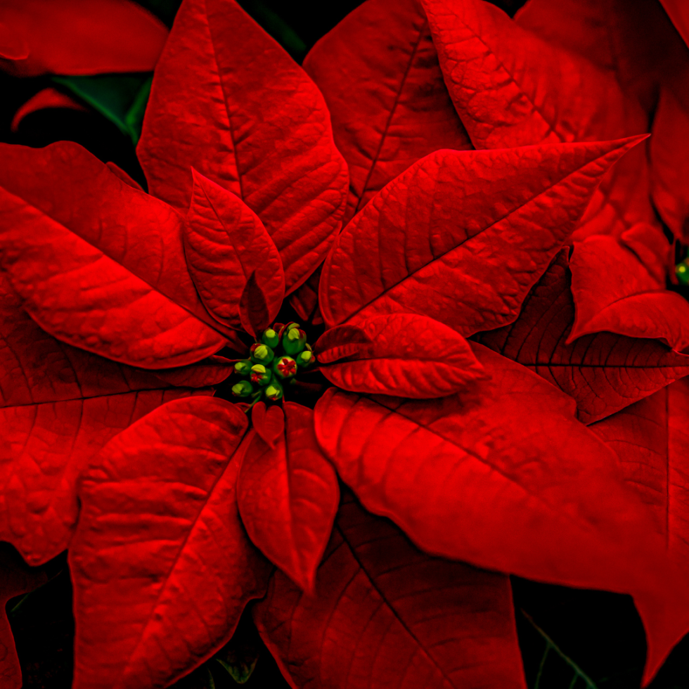 Poinsettias 101 Wildwood Outdoor Living Centre
