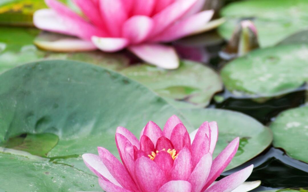 How To Grow Water Lilies
