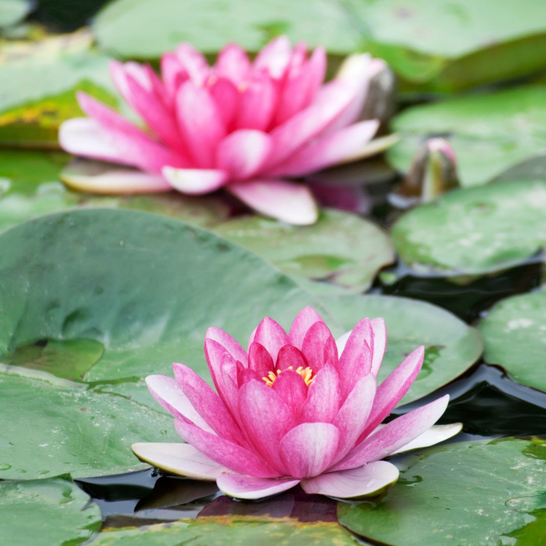 How To Grow Water Lilies - Wildwood Outdoor Living Centre