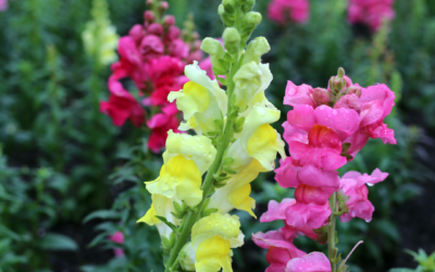 How To Grow Snapdragons