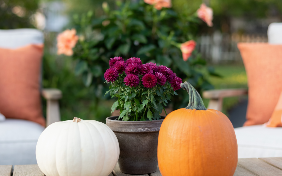 Top 5: Fall Annuals
