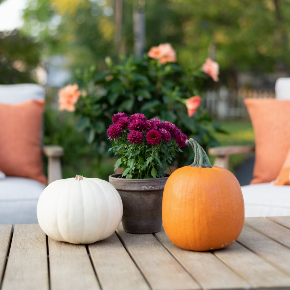 Top 5 Fall Annuals Wildwood Outdoor Living Centre