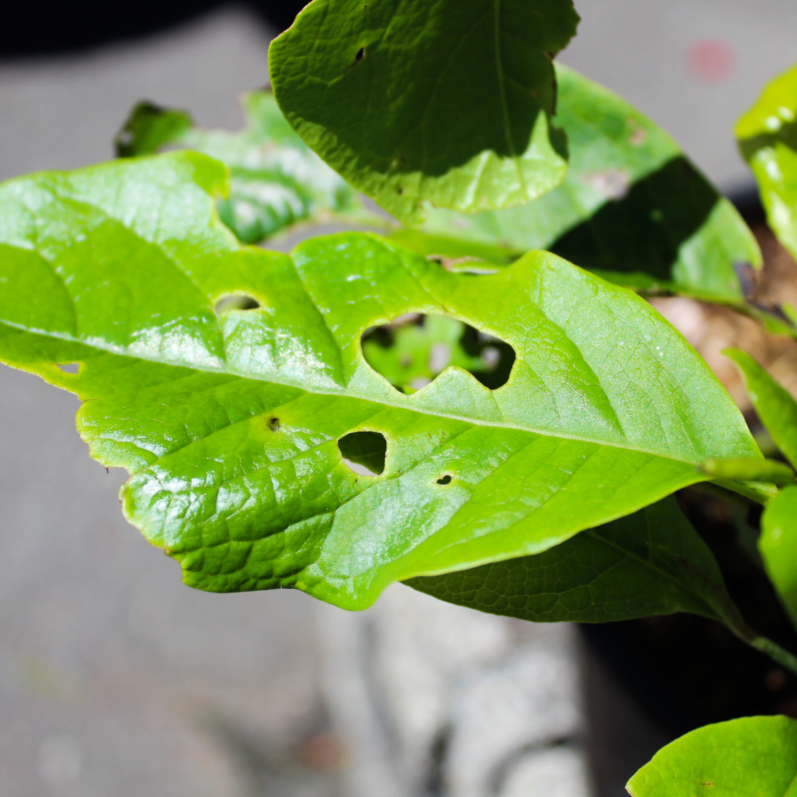How To Treat Slugs Wildwood Outdoor Living Centre
