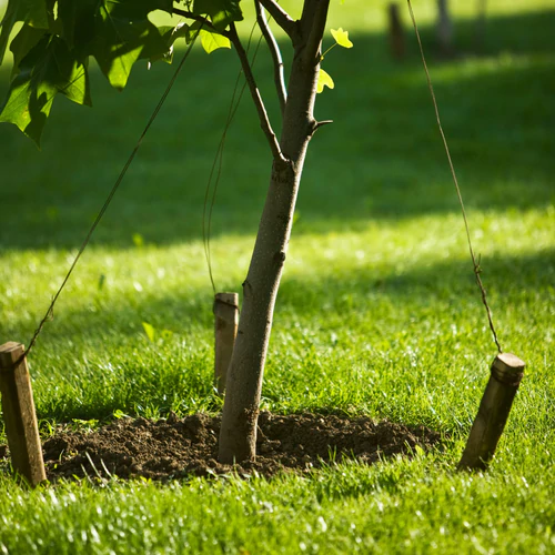 Top 5: Spring Planting Trees