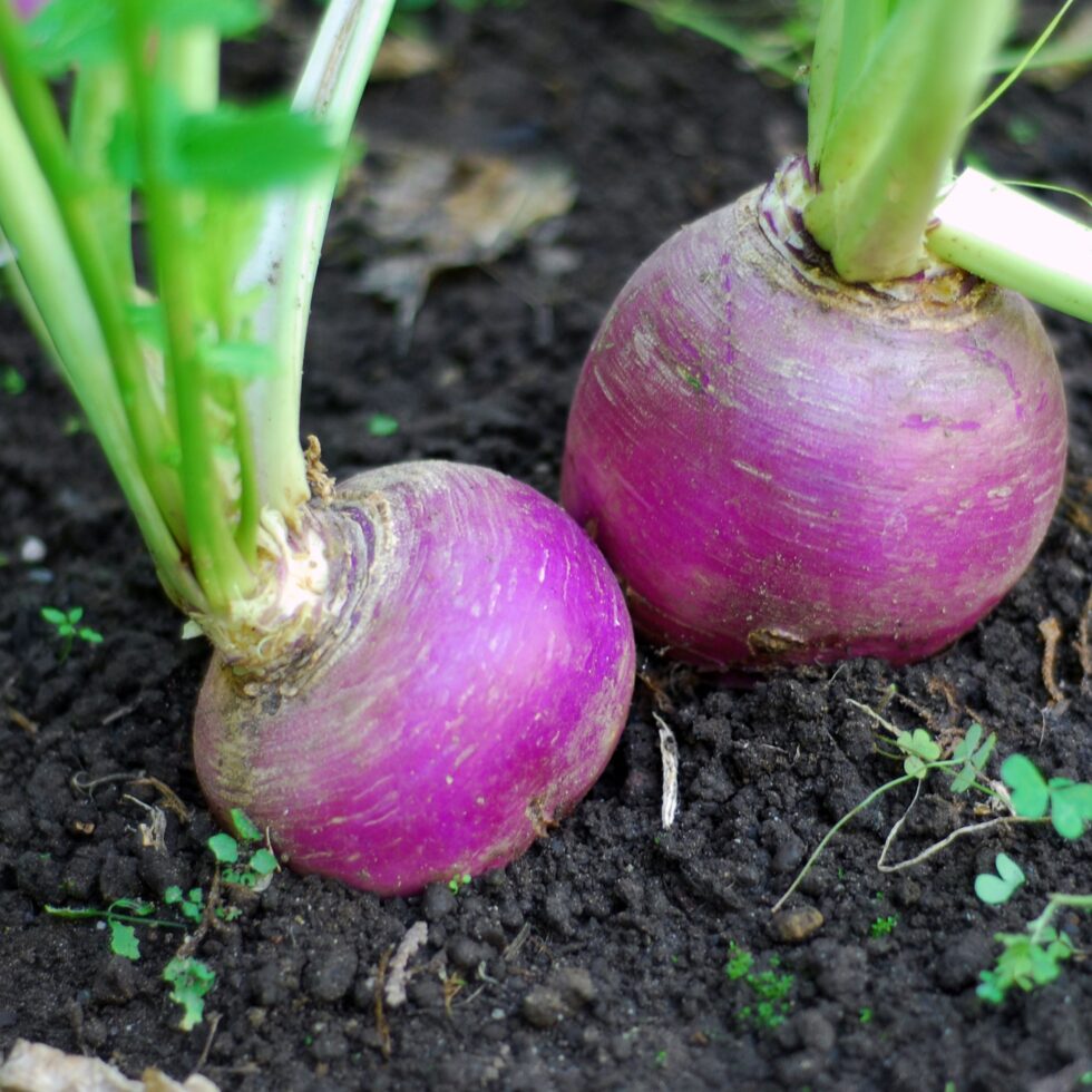 Turnips 101 Wildwood Outdoor Living Centre