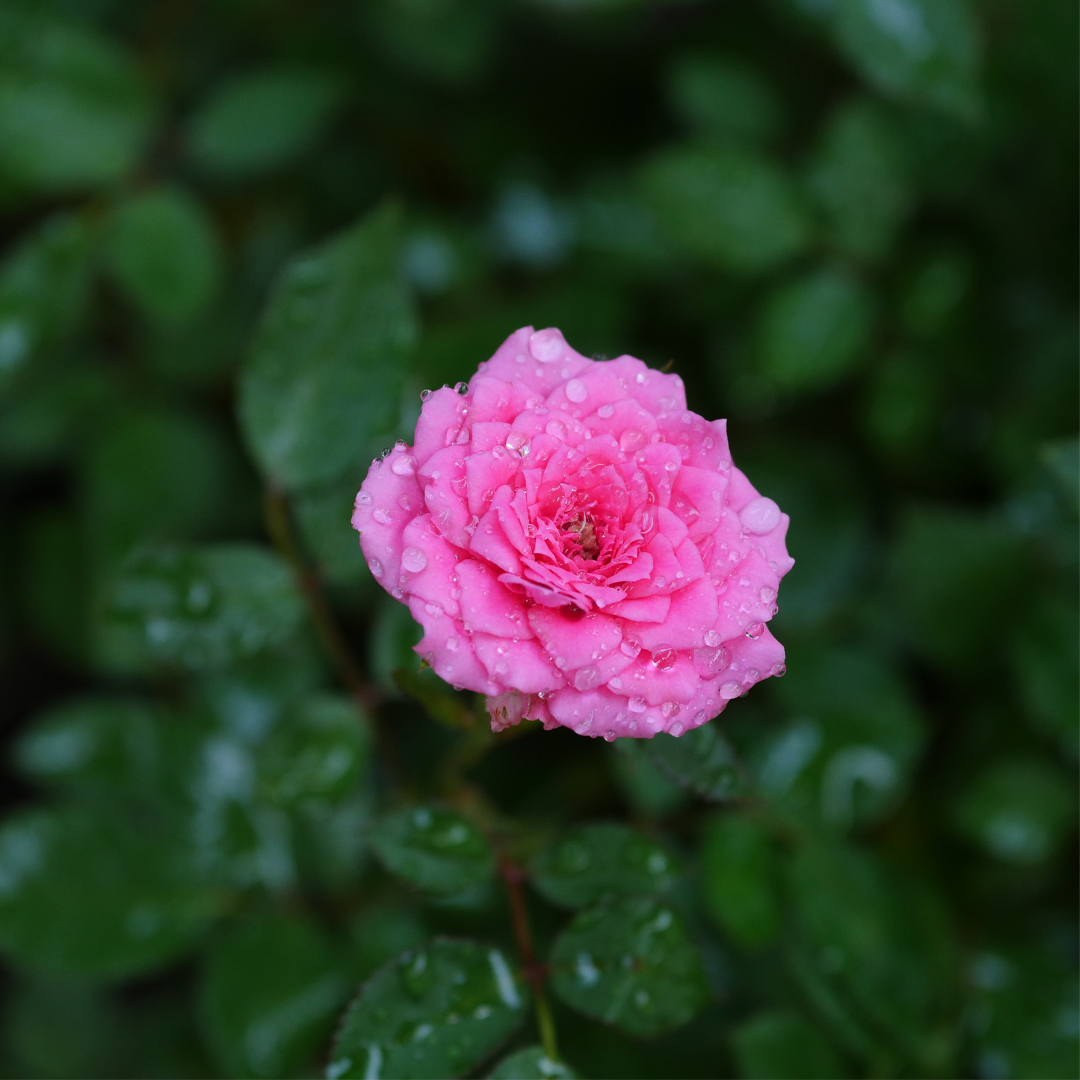 miniature-roses-101-wildwood-outdoor-living-centre