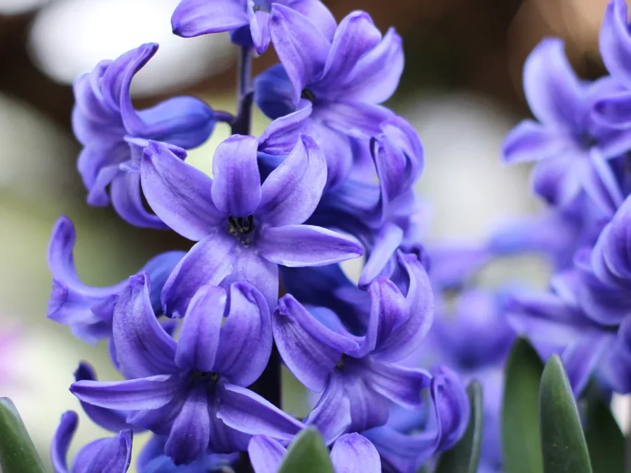 Hyacinths 101