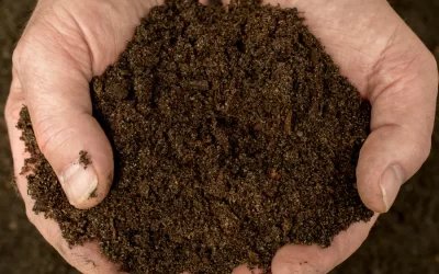Top 5 Reasons to Compost