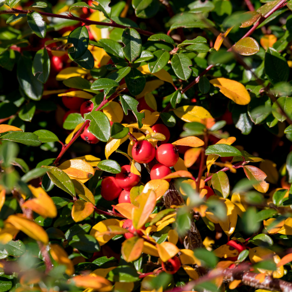 Fall Shrubs