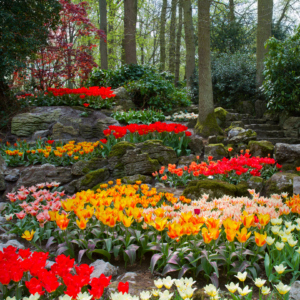 FALL BULB GARDEN PLANNED