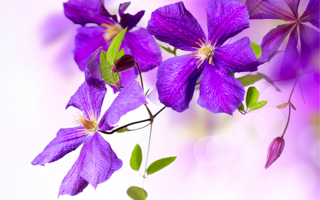 Growing Clematis for Beginners