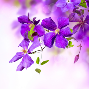 Growing Clematis for Beginners