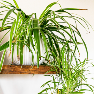 spider plant