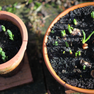 Plants in Pots