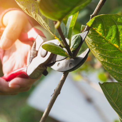 Pruning Tools & Tips