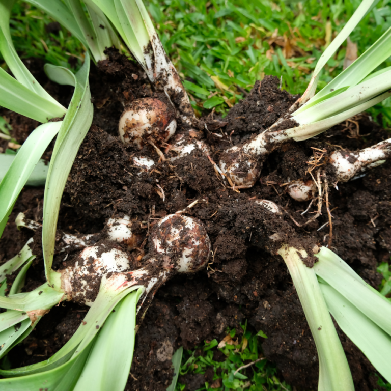 Forcing Amaryllis 101 Wildwood Outdoor Living Centre