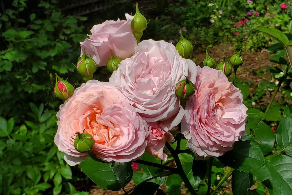 a picture of flowers from a David Austin Rose