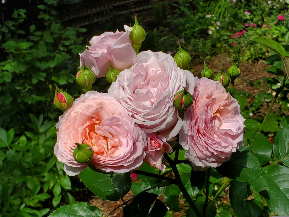 a picture of flowers from a David Austin Rose
