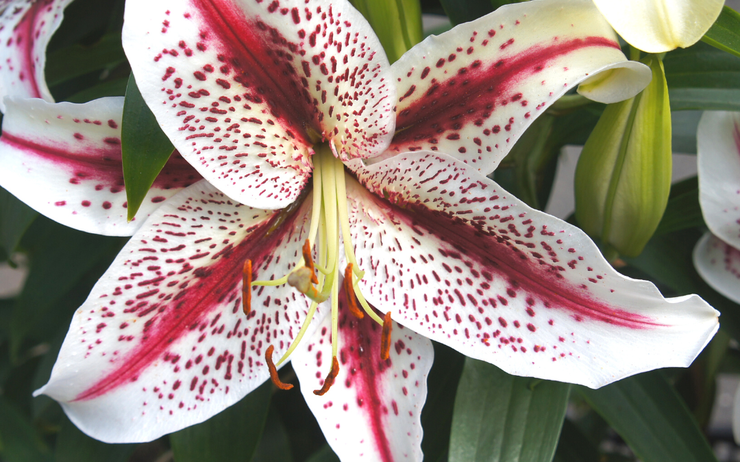 Top 5 Lilies to Plant This Spring