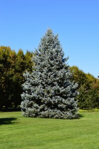 Spruce Tree